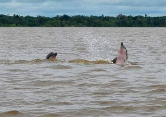 A&T Amazon Backpacker'S Bed and Breakfast Iquitos Exterior foto